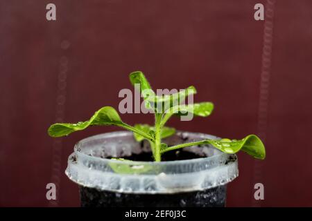 Pepper sprout. Side view of ground with green plant with leaves, protecting nature concept. Green sprout of pepper in gray pot soil on red background Stock Photo