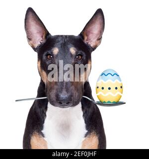 easter bull terrier  dog with  eggs isolated on white background for the holiday season Stock Photo