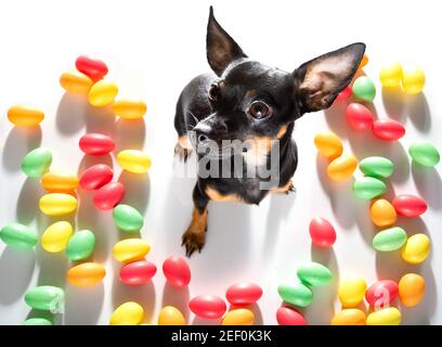 easter bull terrier  dog with  eggs isolated on white background for the holiday season Stock Photo