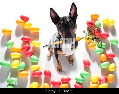 easter bull terrier  dog with  eggs isolated on white background for the holiday season Stock Photo