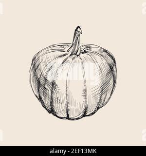 Pumpkin Hand Drawing Vector Illustration. Pumpkin Hand Drawing Vector Illustration. Stock Vector