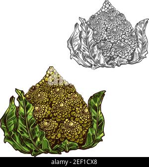 Romanesco cabbage sketch icon. Vector isolated symbol of fresh farm grown vegetarian Romanesco broccoli or Roman cauliflower vegetable fruit for veggi Stock Vector