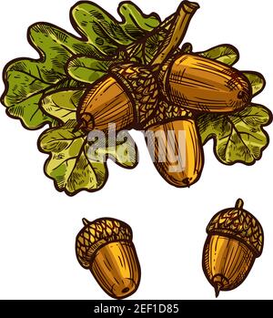 Oak acorn and leaf sketch icon for Thanksgiving traditional greeting card design template. Vector isolated acorns and oak leaves for October Thanksgiv Stock Vector