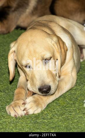 A Golden Labrador Retriever puppy lies on the grass eating his doggie chew treats Stock Photo