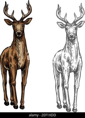 Elk wild animal sketch vector icon front view. Wild elk hind or stag wapiti mammal deer or moose species for wildlife fauna and zoology or hunting tro Stock Vector