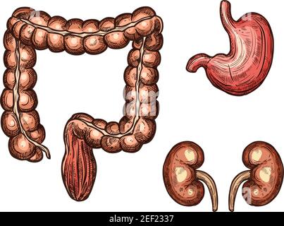 Esophagus, spleen and kidney sketch icons of human organs. Vector isolated set of digestive and urogenital system vital organ of abdominal cavity for Stock Vector