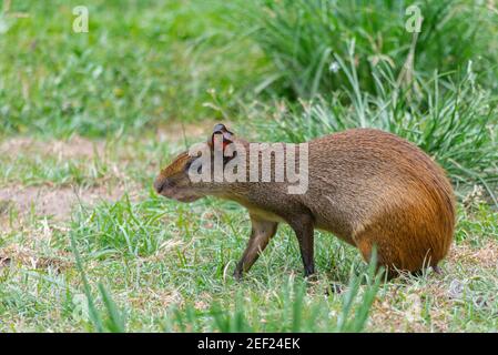Agouti (Dasyprocta leporina) sitting on the grass in Campo do Santana Park which is in the downtown of the city. This rodent is known as Cutia in Braz Stock Photo