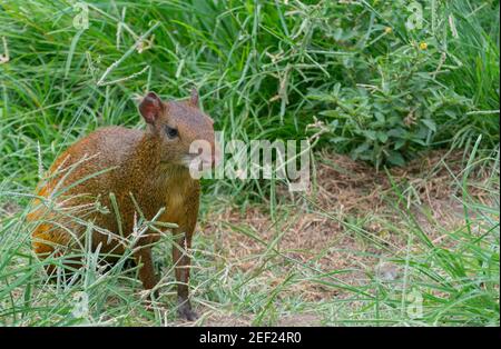 Agouti (Dasyprocta leporina) sitting on the grass in Campo do Santana Park which is in the downtown of the city. This rodent is known as Cutia in Braz Stock Photo