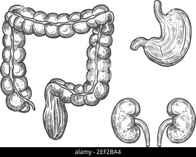 Human organ sketch of internal anatomy. Kidneys, stomach and large intestine isolated icon of human body system for medicine, healthcare and physiolog Stock Vector