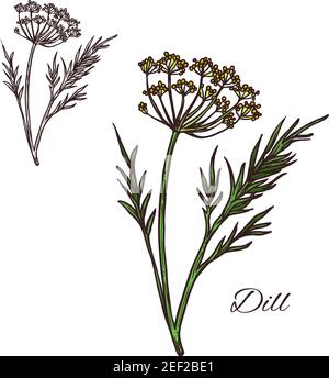 Deal seasoning spice herb sketch icon. Vector isolated dill plant for culinary cuisine cooking or flavoring herbal seasoning ingredient or grocery sto Stock Vector