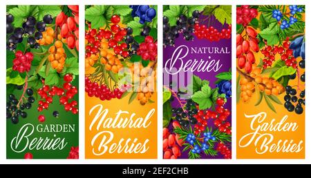Farm garden and wild berries harvest posters. Black and red currant, japanese honeysuckle, hippophae and dogrose, cowberry, honeyberry and guelder ros Stock Vector