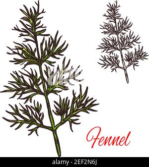 Fennel seasoning spice herb sketch icon. Vector isolated fennel herb plant for culinary cuisine cooking or flavoring herbal seasoning ingredient or gr Stock Vector