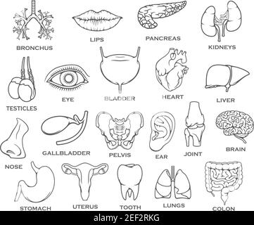 Human organ, body part and bone thin line icons. Heart, kidney and liver, lung, stomach, brain and bladder, intestine, pancreas and eye, gallbladder a Stock Vector