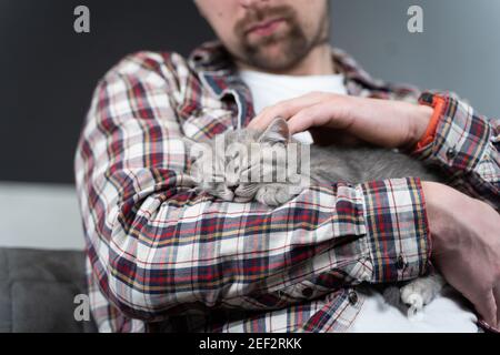 Caucasian male holds small cute gray Scottish Straight kitten in arms that falls asleep at home on couch. Man hands safely hold tiny sleeping British Stock Photo