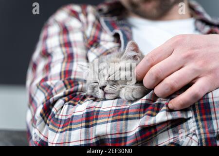 Caucasian male holds small cute gray Scottish Straight kitten in arms that falls asleep at home on couch. Man hands safely hold tiny sleeping British Stock Photo
