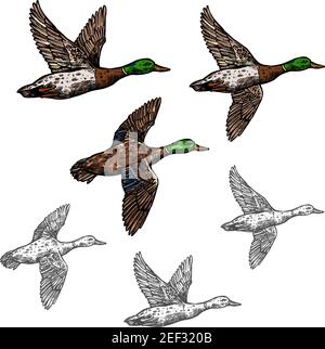 Duck mallard wild bird vector sketch icon. Drake duck flying symbol for wildlife fauna and zoology or hunting sport team trophy symbol and nature zoo Stock Vector