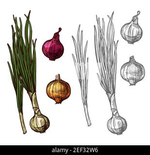 Onion vegetable with green leaf sketch of spicy plant. Yellow, red and white bulb onion, fresh sprout of spring onion or scallion, leek or shallot ico Stock Vector