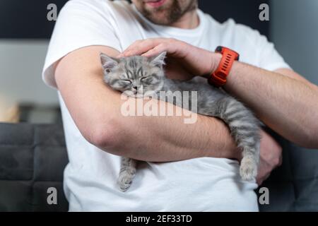 Pets love theme. Man gently protects sleep of kitten breed British prime-eared holding in arms and stroking at home. Lovely relationship between human Stock Photo