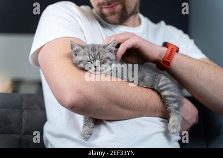 Caucasian male holds small cute gray Scottish Straight kitten in arms that falls asleep at home on couch. Man hands safely hold tiny sleeping British Stock Photo