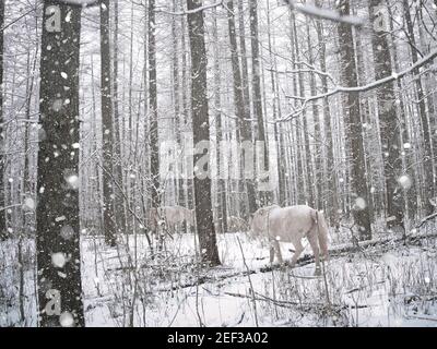 Dosanko Horse in Snowy Forest, Hokkaido, Japan Stock Photo