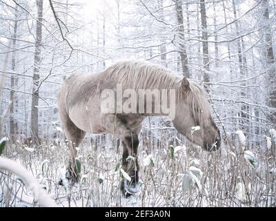 Dosanko Horse in Snowy Forest, Hokkaido, Japan Stock Photo