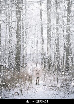 Dosanko Horse in Snowy Forest, Hokkaido, Japan Stock Photo