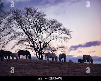 Dosanko Horse at Dawn Stock Photo