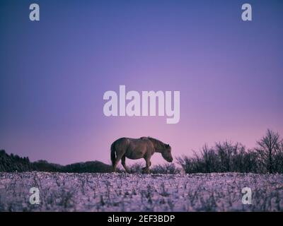 Dosanko Horse at Dawn Stock Photo