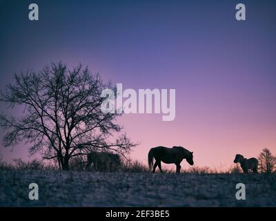 Dosanko Horse at Dawn Stock Photo