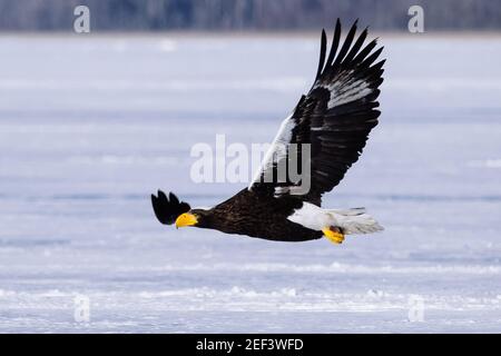 Steller's Sea-Eagle Flying Stock Photo