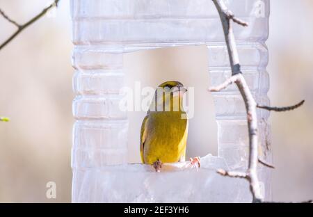 Greenfinch sitting on a bird feeder. Big plastic bottle used as feeder for birds. Taking care of birds in winter. The European greenfinch, or greenfin Stock Photo