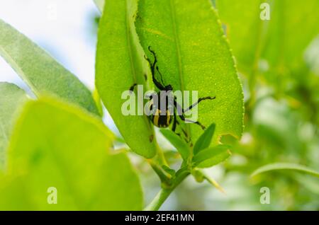 Isolated Jamaican Citrus Weevil On Lime Leaf
