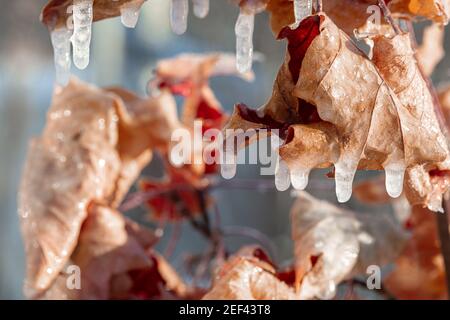 Branches covered with ice. Transparent beautiful icicles on the branches of a tree or bush with yellow leaves. High quality photo Stock Photo