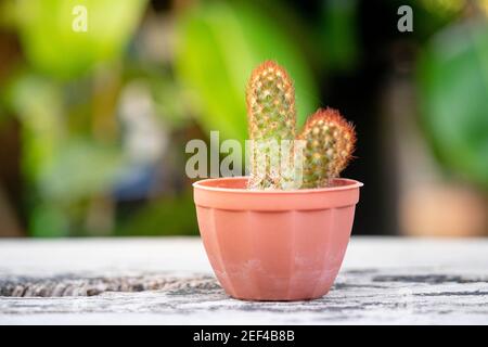 Small plant or cactus in pot on the vintage wooden table top with nature light and green background, selective focus. Stock Photo