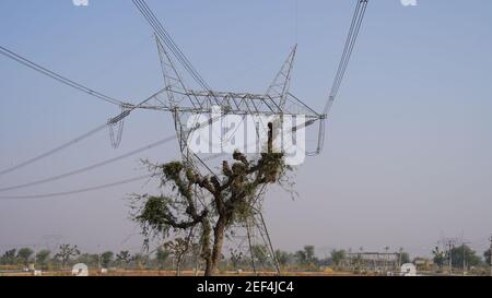 10 February 2021- Sikar, Jaipur, India. Subtropical arid plant of Khejri or Shami with high voltage power supply poles. Tree closeup with transmission Stock Photo