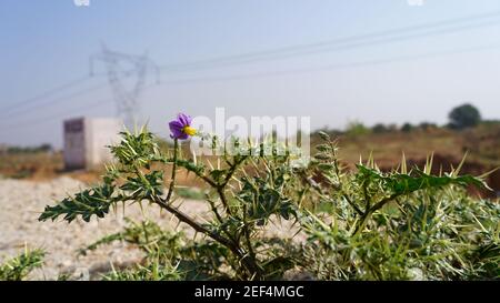 Species Scolymus hispanicus plant flower close-up, also known as Golden thistle. Organic plant with medicines use. Stock Photo