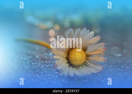 Beautiful Nature Background.Floral Art Design.Abstract Macro Photography.Daisy Flower.Blue Background.Creative Artistic Wallpaper.Water Drops.Spa. Stock Photo