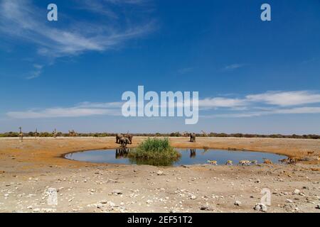 Etosha waterhole, Namibia, August 2013 Stock Photo