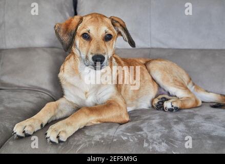 Cute red-haired dog with hanging ears is sitting on the couch. Stock Photo
