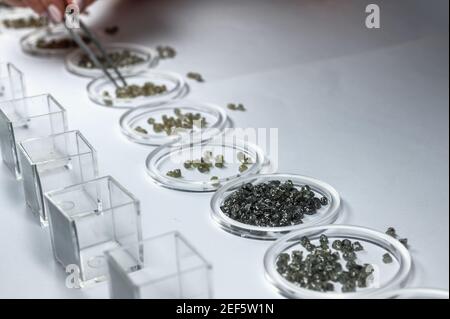 The process of manual sorting of diamonds. Gemstones are sorted by quality and weight and arranged in glass cups Stock Photo