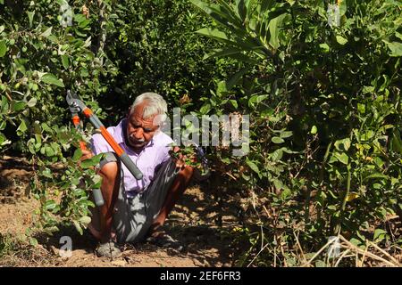 Indian elderly farmer or gardener pruning unnecessary twigs in the garden with the help of cutter, india -Asia. concept for Modern gardening, farming, Stock Photo