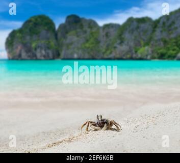 Ghost crab on the sand with sea beach landscape view with outdoor sun lighting. Stock Photo