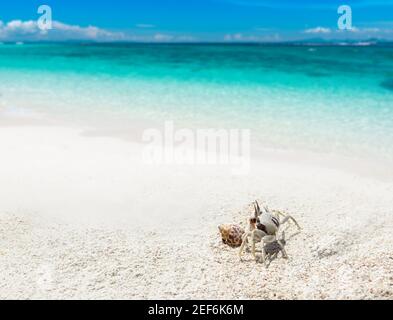 Ghost crab on the sand with sea beach landscape view with outdoor sun lighting. Stock Photo