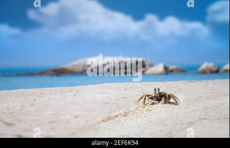 Ghost crab on the sand with sea beach landscape view with outdoor sun lighting. Stock Photo