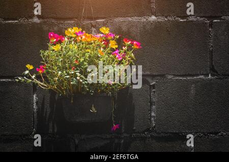 Common Purslane flowers in a pot against a dark wall. Stock Photo