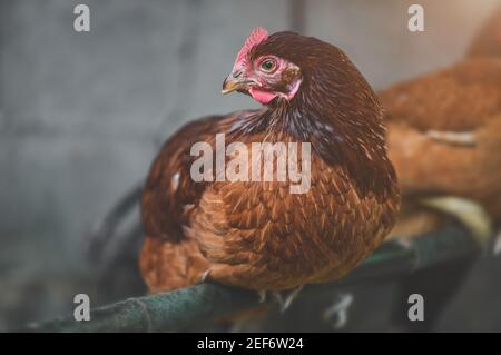 The Rhode island red chicken portrait with indoor low lighting. Stock Photo