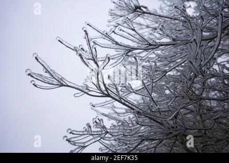 Frozen branches after freezing rain in the winter. Stock Photo