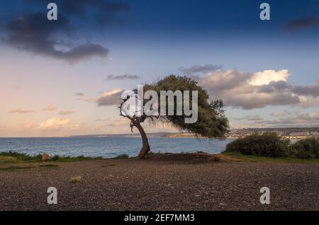 a lonely tree facing the sea and a cloudy sky Stock Photo
