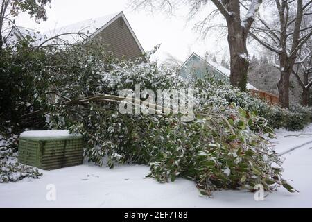 A fallen tree is seen on the sidewalks in a neighborhood in Lake Oswego, Oregon, after snow and freezing rain hits Portland metro area. Stock Photo