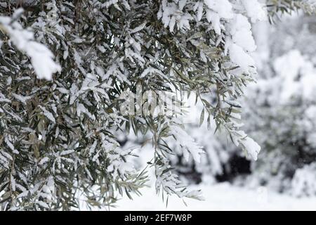 The tree branches of olive tree under the snow in winter. Athens, Greece. Winter 2021 Stock Photo